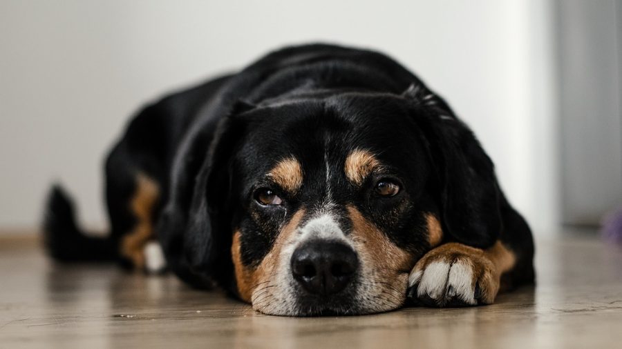 Cão vomita espuma branca: o que fazer? Causas e tratamento