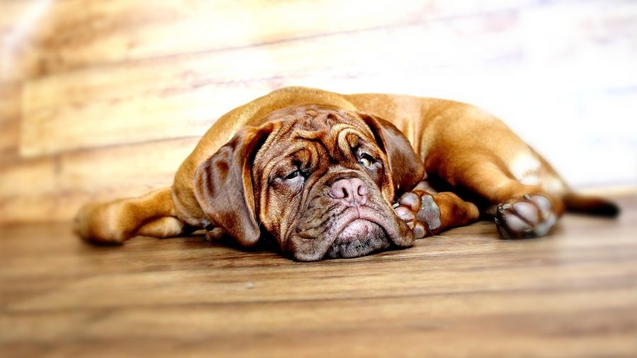 Cão a vomitar: Causas, Sintomas e Tratamento