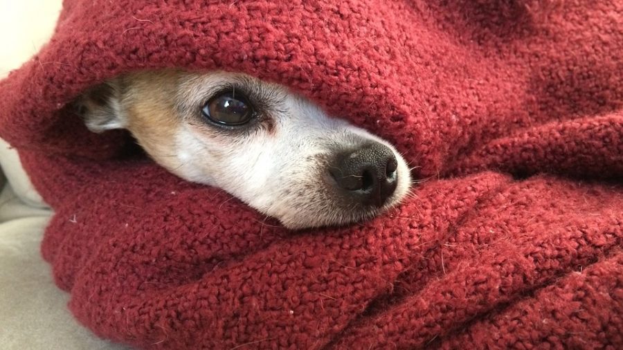 Cuidados a ter com o seu cão no Inverno - Dias Frios