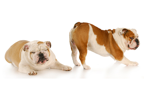 Flatulência nos cães: causas e tratamento