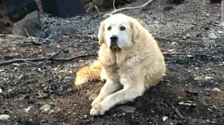 Cão sobrevive e guarda casa destruída pelos incêndios da Califórnia até ao regresso dos donos