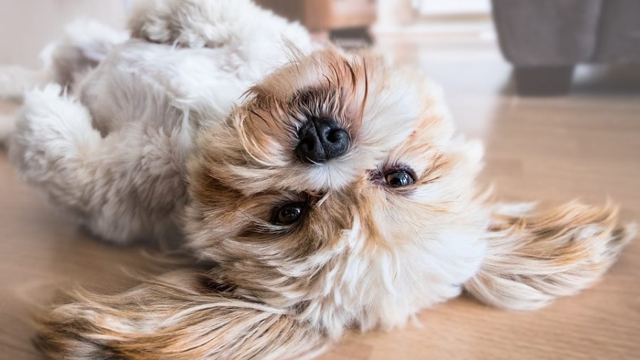 Óleo de coco para cães: 8 surpreendentes benefícios para a saúde